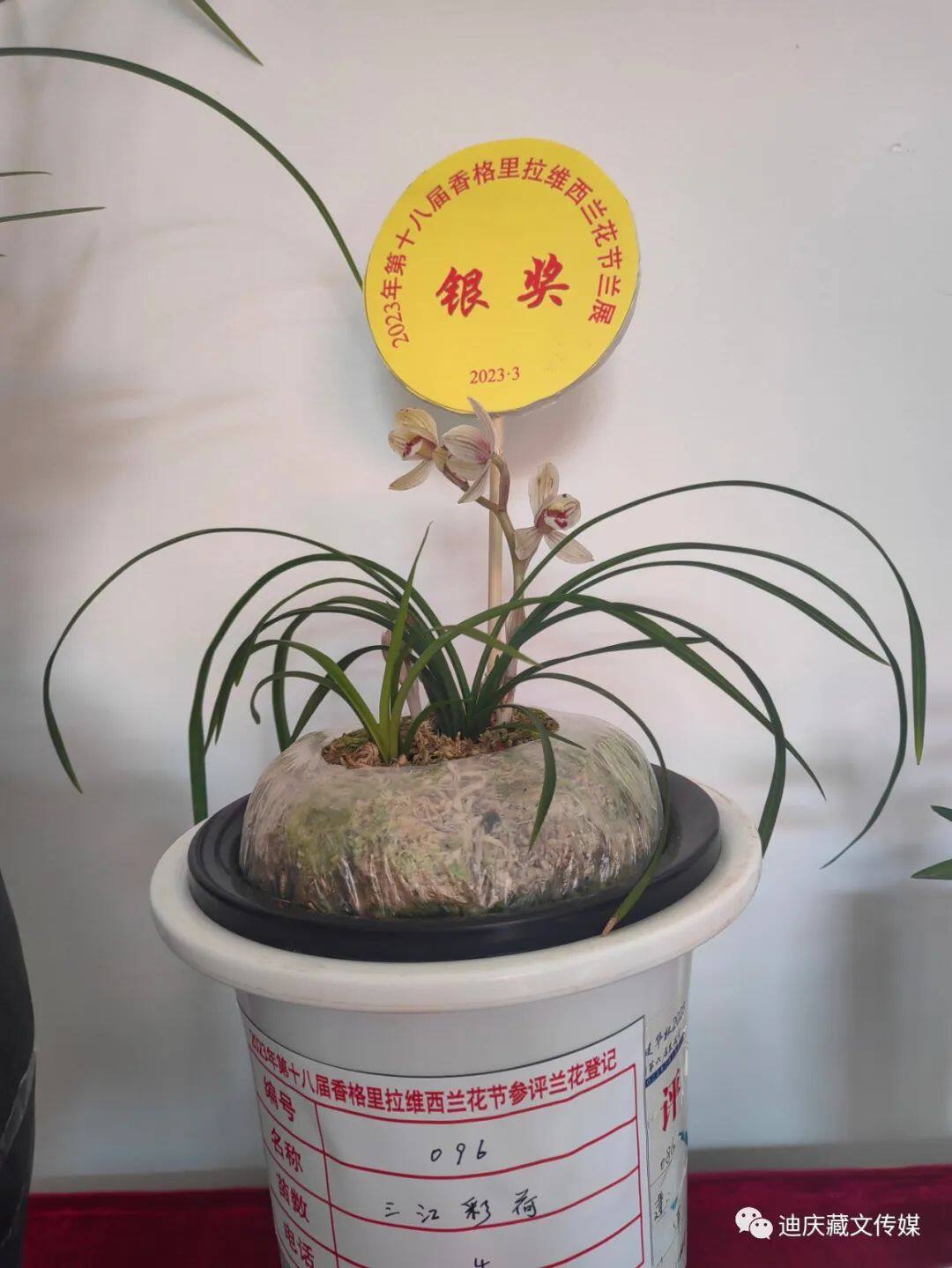 圖片